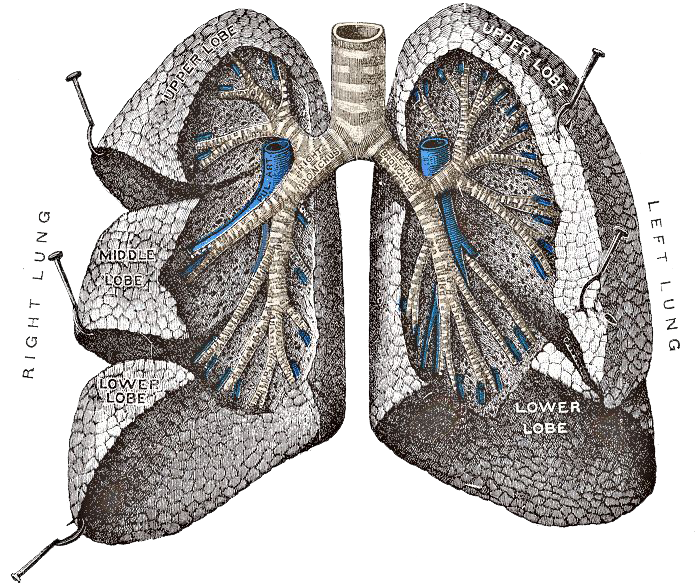 Lungs PNG Image