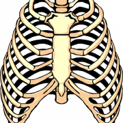 Rib Cage PNG Clipart