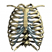 RIB CAGE PNG -afbeelding