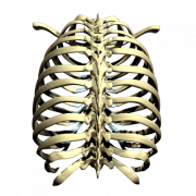 Rib Cage PNG Picture