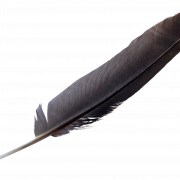 Feather Download PNG