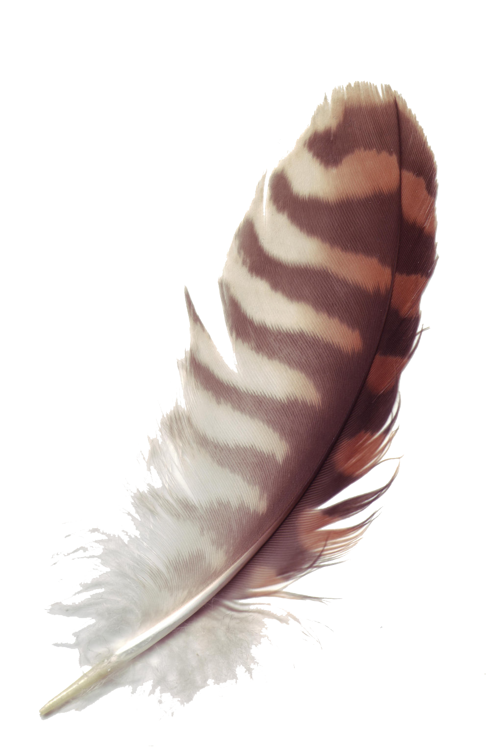 Feather Free Download PNG