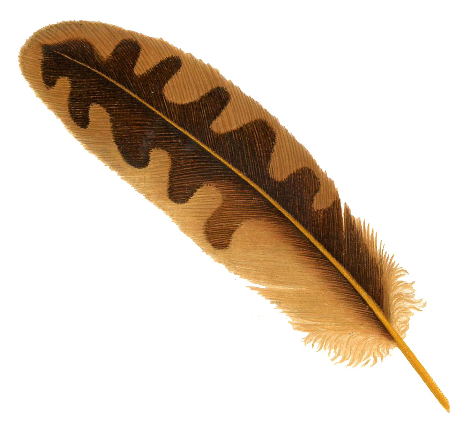 Feather High Quality PNG