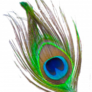 Peacock Feather Free Download PNG