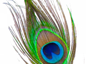 Peacock feather libreng pag -download png