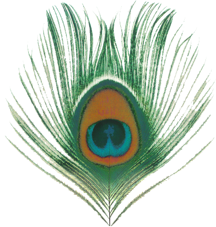 Peacock Feather Free Free PNG Bild
