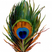 Peacock Feather PNG Clipart