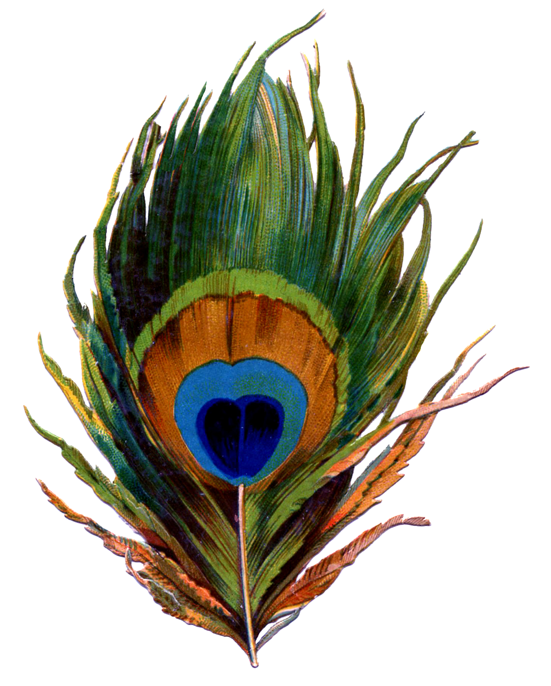 Peacock Feder PNG Clipart
