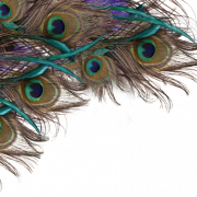 Peacock Feather PNG File