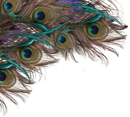 Peacock Feather PNG -Datei