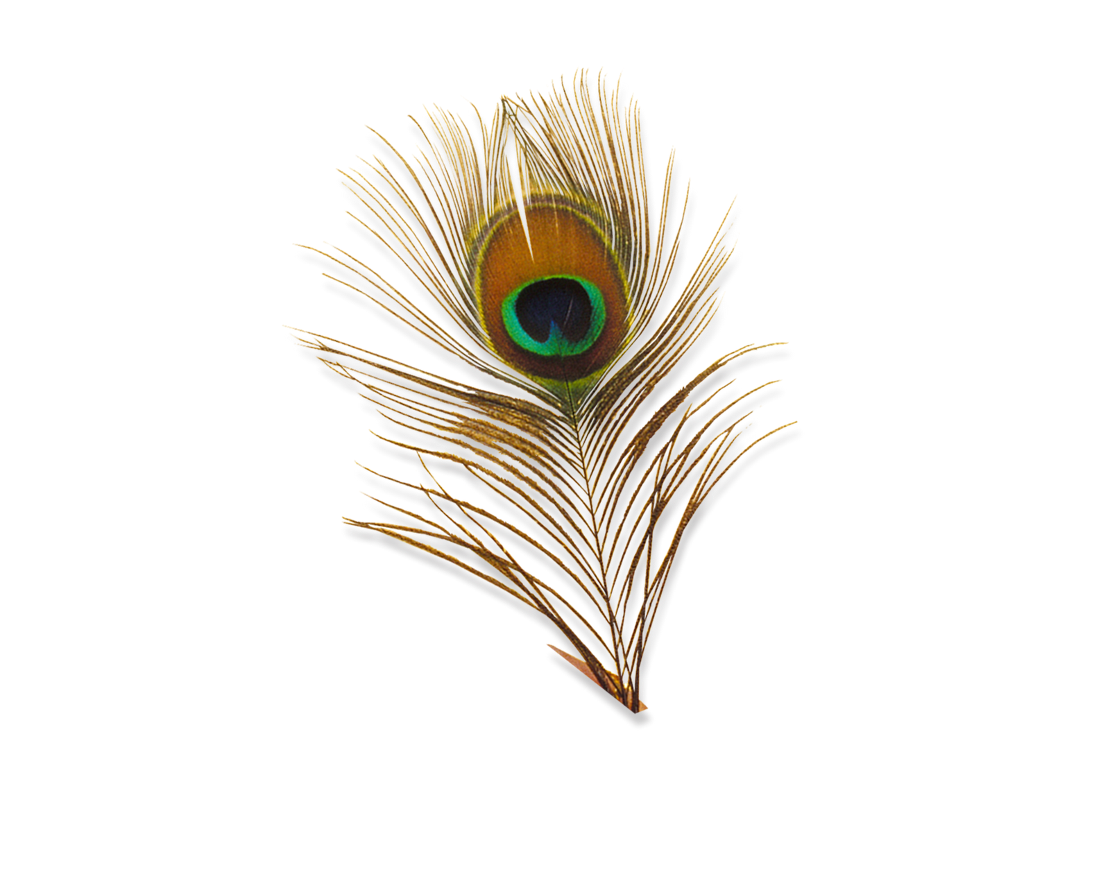 Peacock Feather PNG HD