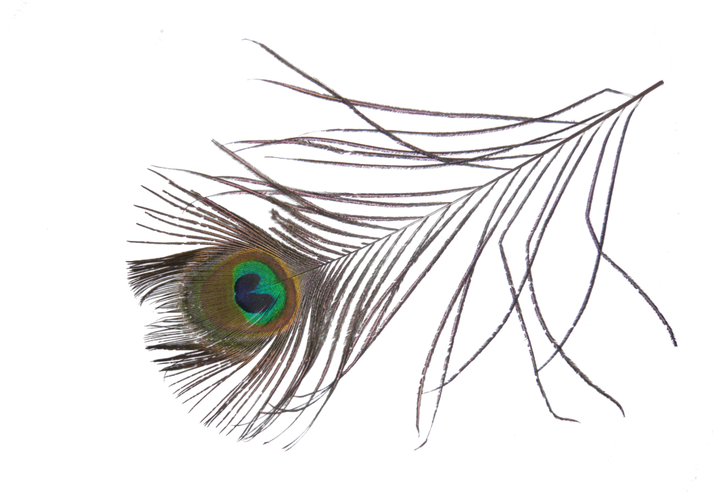 Peacock Feather PNG Bild
