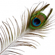 Peacock Feather PNG Bild