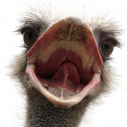 Struisvogel gratis downloaden PNG