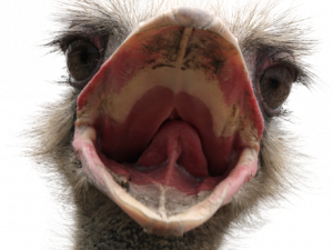 Ostrich Free Download PNG