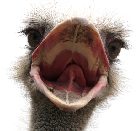 Ostrich ดาวน์โหลดฟรี png