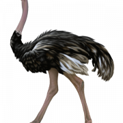 Struisvogelvrije png -afbeelding