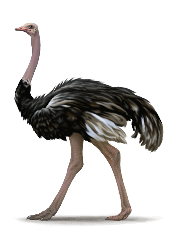 Ostrich Free PNG Image