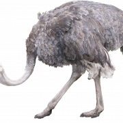 Png de avestruz