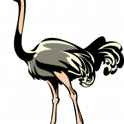 Ostrich PNG Clipart