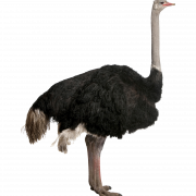 Ostrich PNG -Datei