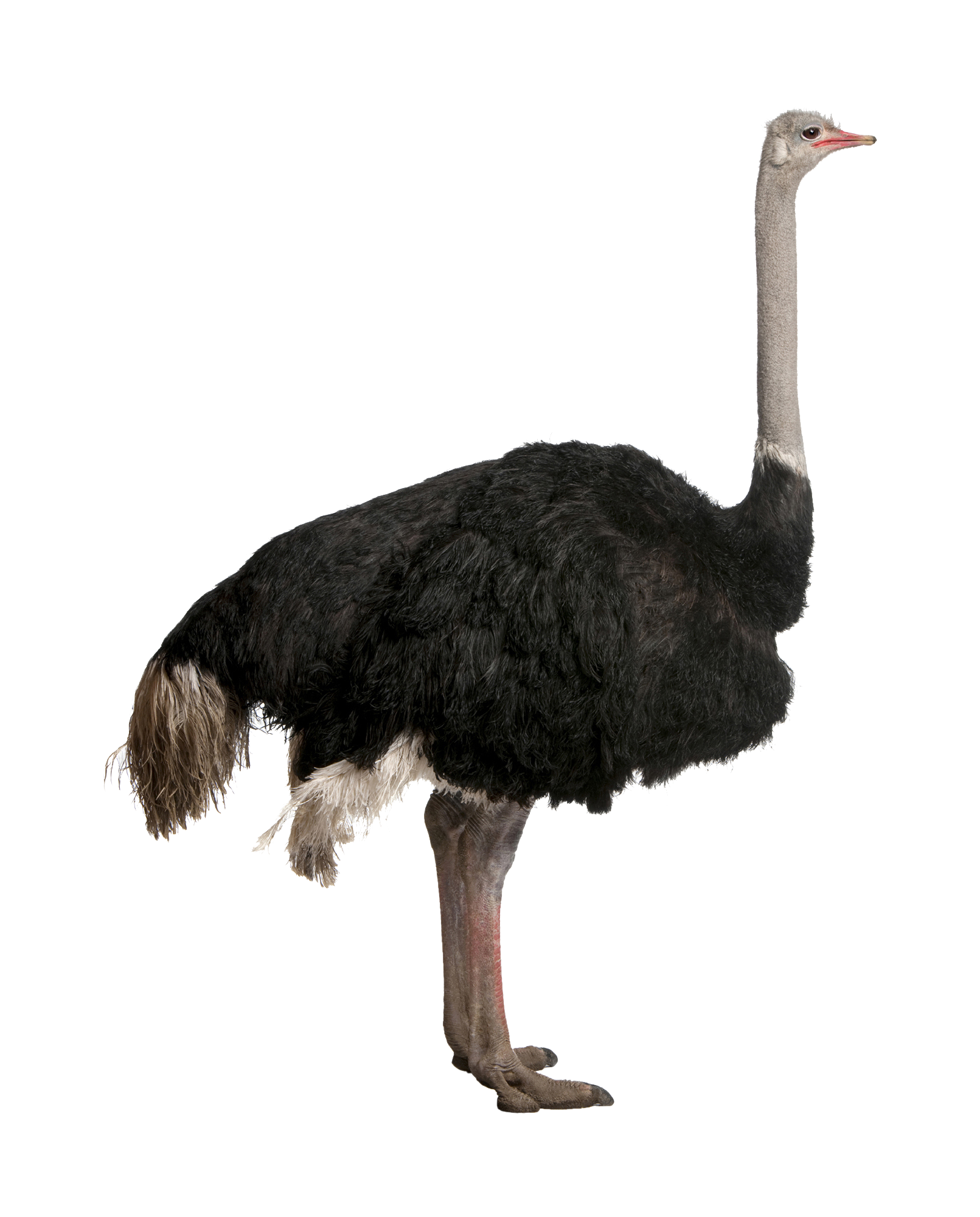 Ostrich PNG File