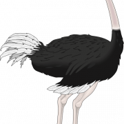 Ostrich PNG HD