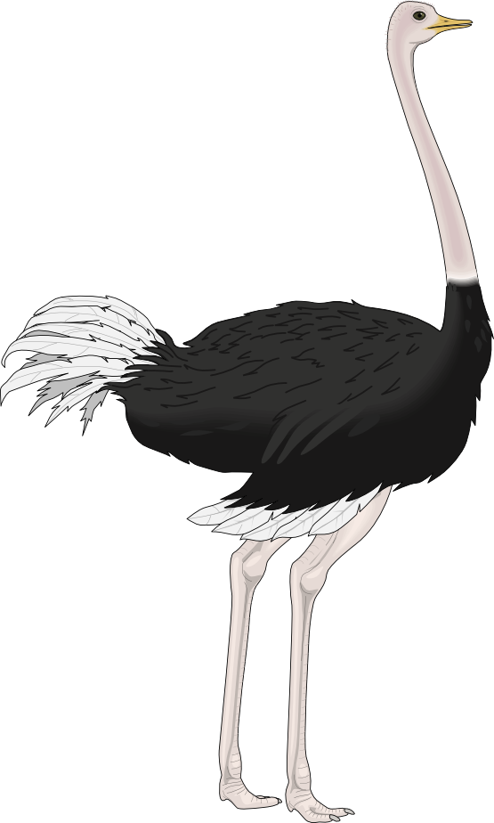 Struisvogel PNG HD