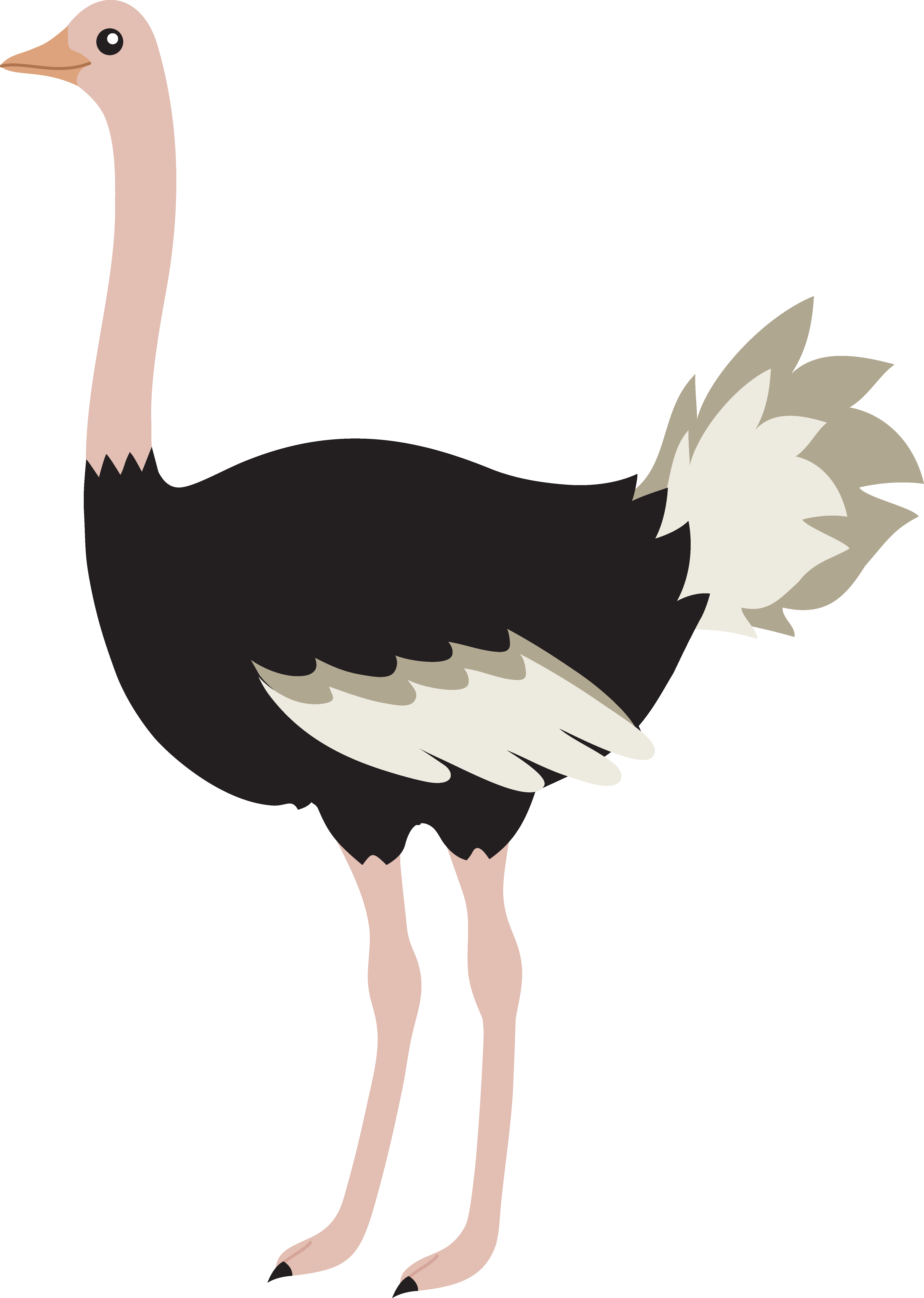Struisvogel PNG -afbeelding