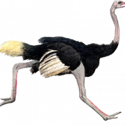 Struisvogel png pic