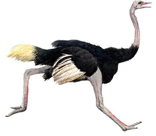 Ostrich PNG Pic