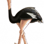 Ostrich PNG Picture