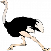 Ostrich Transparent