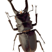 Insect downloaden PNG