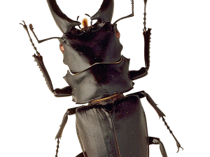 Insect Download PNG