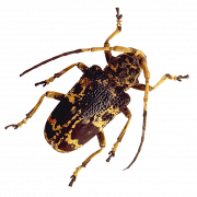 Insect gratis PNG -afbeelding