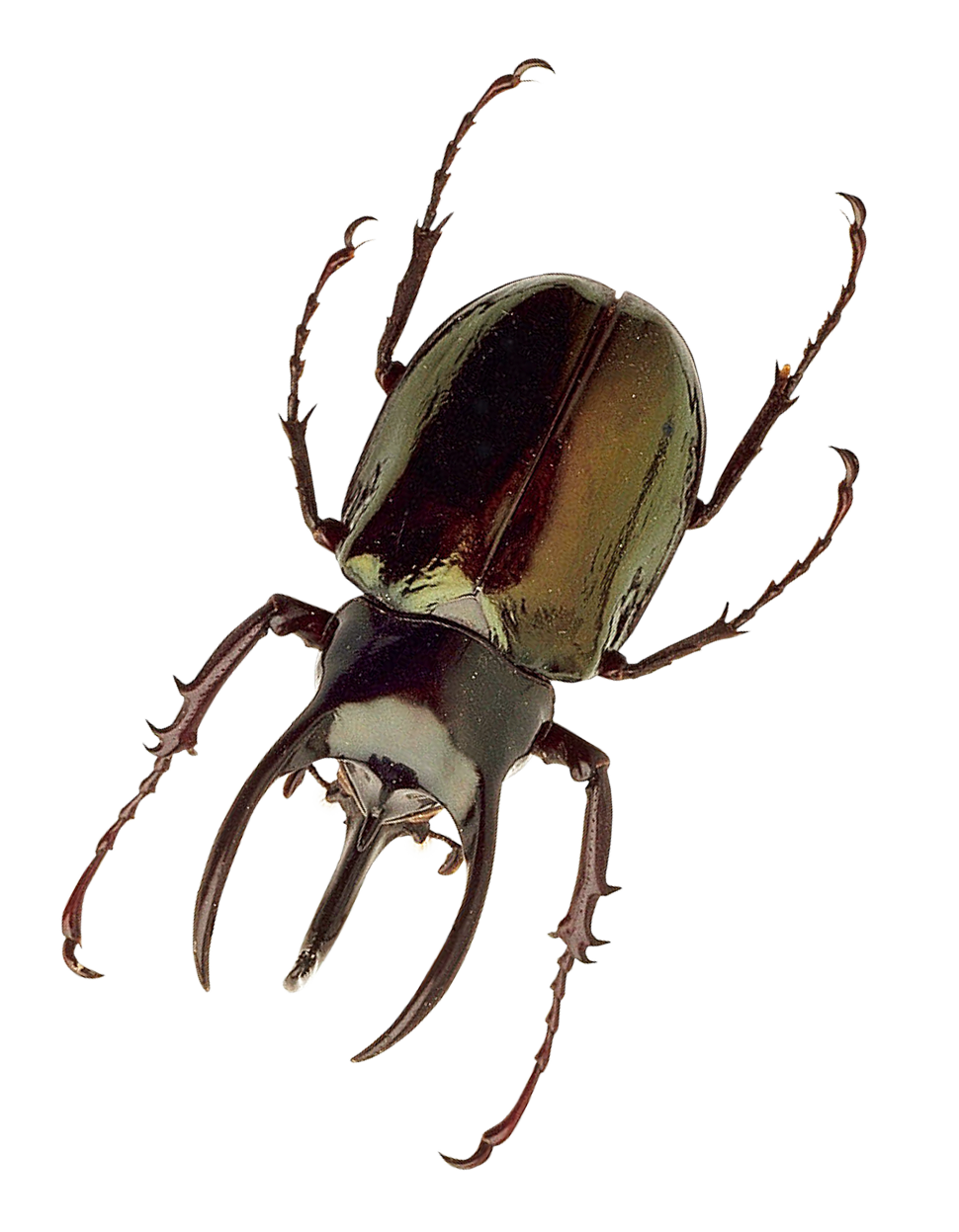 Insect High Quality PNG