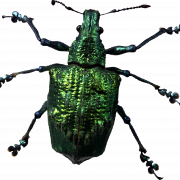 Insect PNG