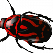 Insecto png clipart