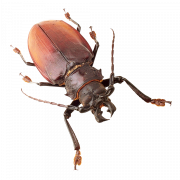 Insect PNG File