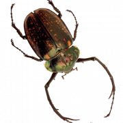 Insecto PNG HD