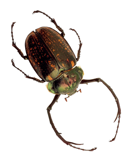 Insect PNG HD