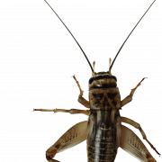 Imagen de PNG de insectos