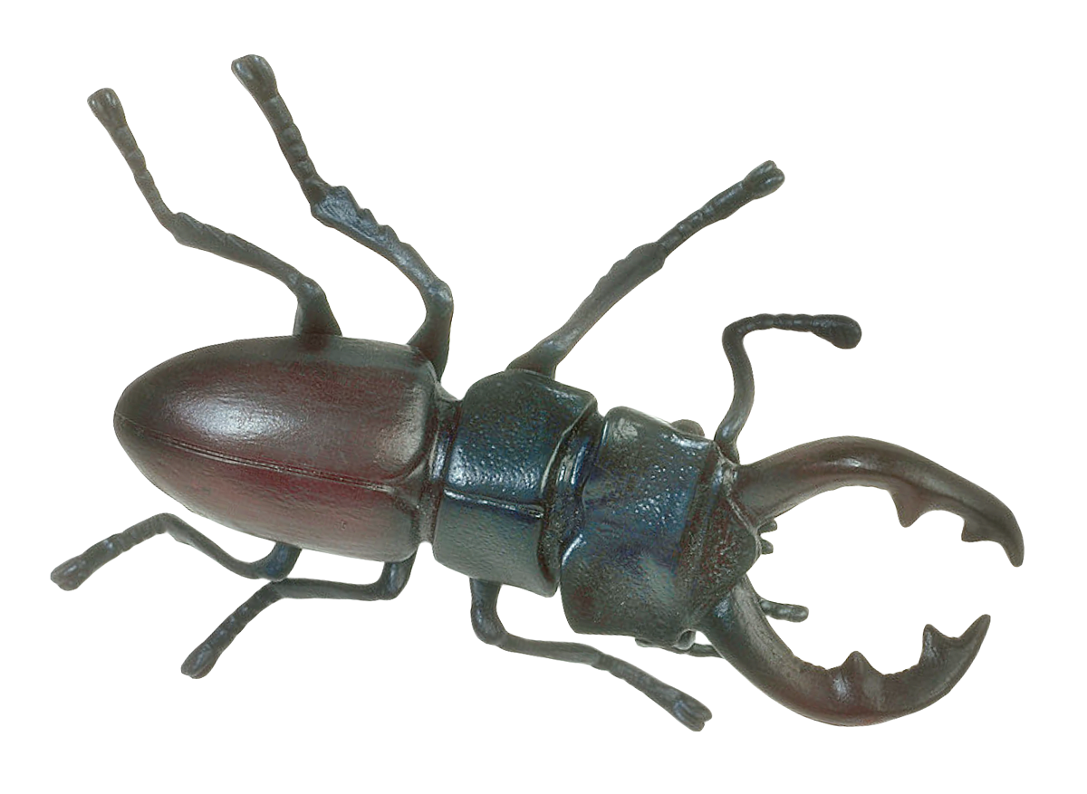 Insect PNG Images