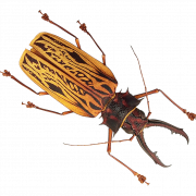الحشرات PNG الموافقة المسبقة عن علم