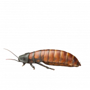 Insect PNG -afbeelding