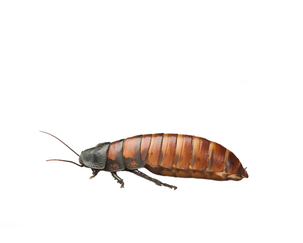 Insect PNG Picture