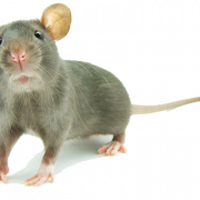 Mouse Animal Téléchargement gratuit PNG