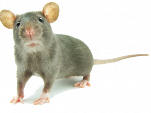 Descarga gratuita de Ratón animal png