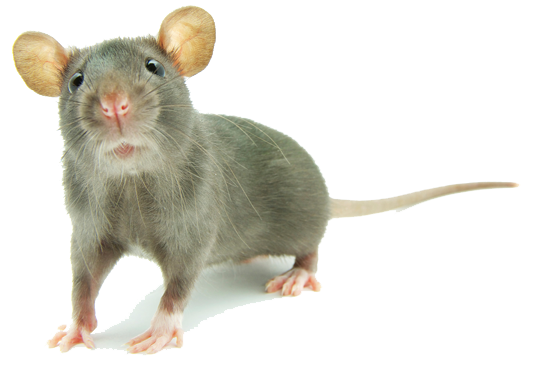 Mouse Animal Free Download PNG